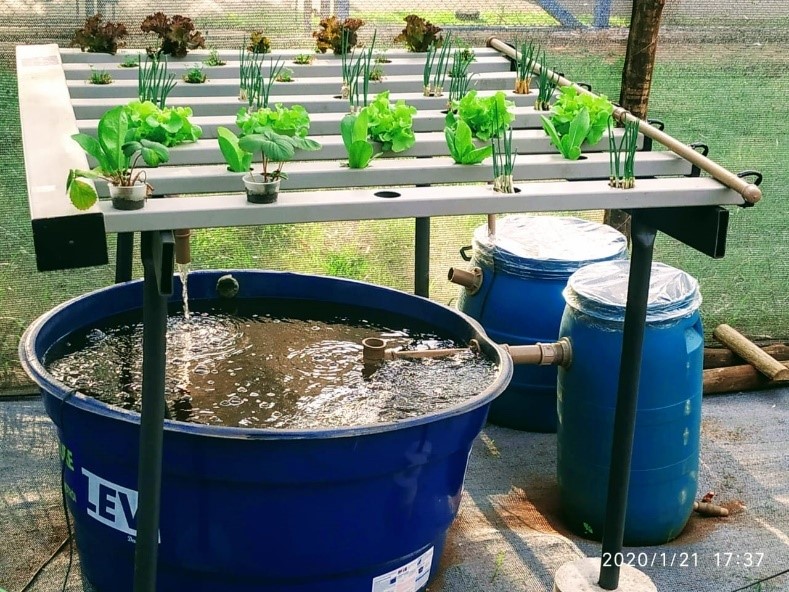 Alunas da Etec de Rio Preto desenvolvem sistema de aquaponia